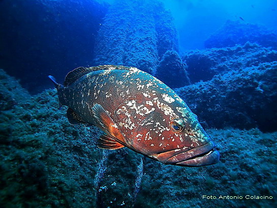 AAAZJPEG Epinephelus marginatus.jpg